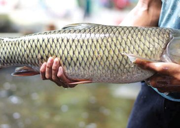 Giá cá trắm cỏ bao nhiêu 1kg hôm nay 2024 tại TpHCM Hà Nội