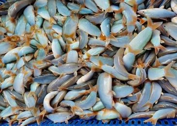 Giá cá heo nước ngọt bao nhiêu 1kg hôm nay 2024 tại TpHCM Hà Nội