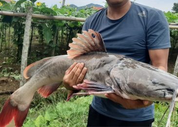 Giá cá lăng bao nhiêu 1kg hôm nay 2024 tại TPHCM, Hà Nội
