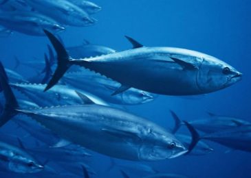 Giá cá ngừ vây xanh bao nhiêu 1kg hôm nay 2024 tại TPHCM, Hà Nội