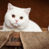 Top 10 Ảnh Mèo Anh Lông ngắn giá dưới 1 triệu 500k Đẹp nhất