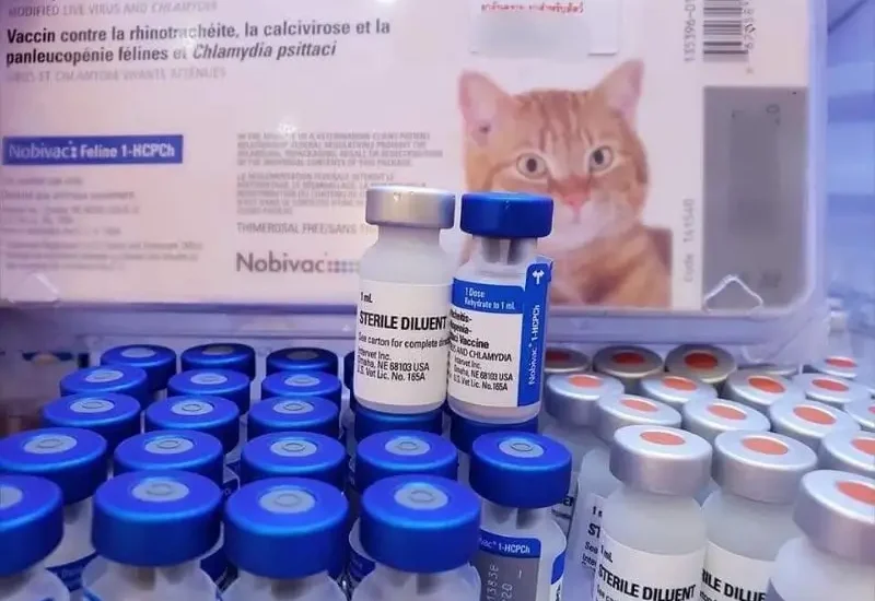 Vacxin 4 bệnh cho mèo tốt nhất