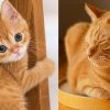 TOP 5 Mèo Cảnh Giá Rẻ Dưới 200k, 500k, 1 triệu Đẹp Dễ Thương, Dễ Nuôi
