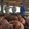 Chi phí nuôi 10 con 100 con lợn thịt hộ gia đình – Cách hoạch toán chi phí nuôi lợn