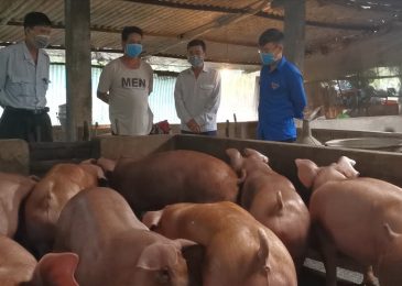 Chi phí nuôi 10 con 100 con lợn thịt hộ gia đình – Cách hoạch toán chi phí nuôi lợn