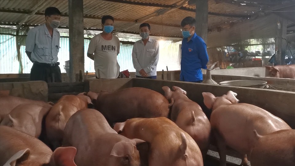Chi phí nuôi 10 con lợn thịt