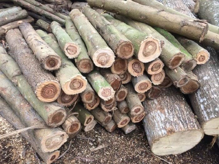 Những loại gỗ keo phổ biến