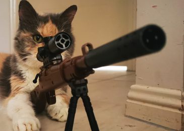Hình ảnh mèo cầm súng mp40 mãng xà Lv7, AK Rồng xanh, Ump phong cách