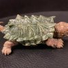 Rùa cá sấu Giá bao nhiêu? Top 10 shop rùa cá sấu uy tín