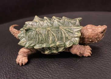 Rùa cá sấu Giá bao nhiêu? Top 10 shop rùa cá sấu uy tín