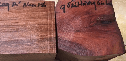 Cách nhận biết gỗ hương Gia Lai