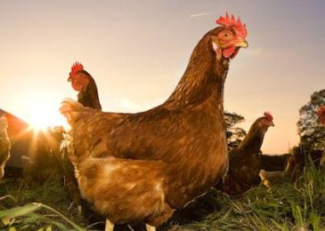 Chi phí nuôi 1000 con gà thả vườn, đẻ trứng bao nhiêu tiền?