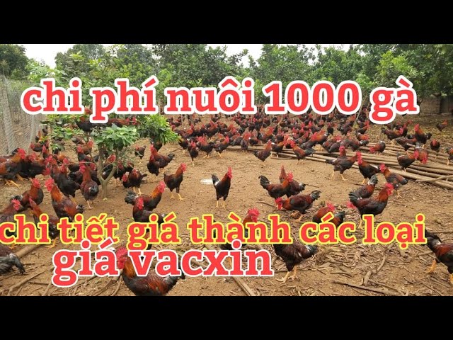 Chi phí nuôi 1000 con gà