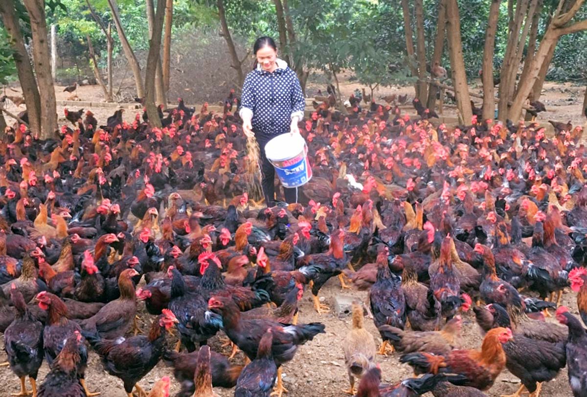 Chi phí nuôi 1000 con gà