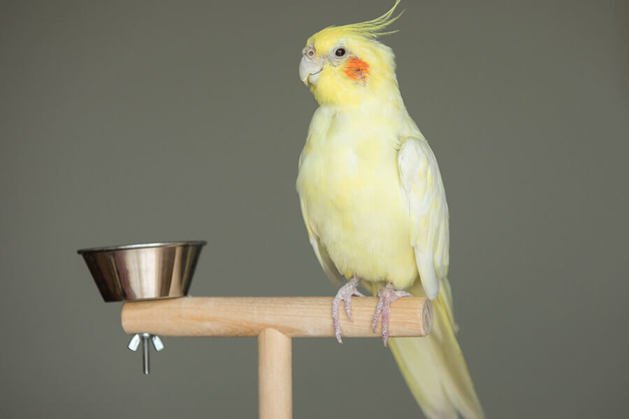 Chim Vẹt - Chuyên mua bán các loại chim vẹt đuôi dài xanh đỏ đủ màu sắc |  ÉnBạc.com