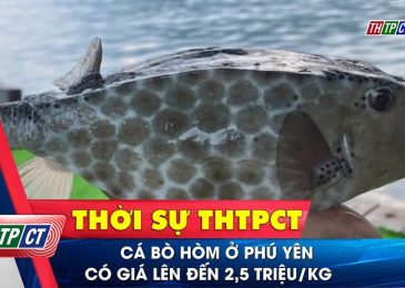 Giá cá bò hòm bao nhiêu 1kg hôm nay 2023 tại TpHCM Hà Nội