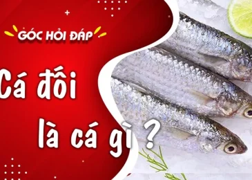 Giá cá đối biển bao nhiêu 1kg hôm nay 2023 tại TpHCM Hà Nội