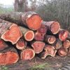 Giá gỗ hương Gia Lai bao nhiêu 1Kg, 1 khối, 1 tấn 2023