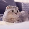 Giá mèo Anh lông ngắn tai cụp trắng xám bao nhiêu tiền 2024
