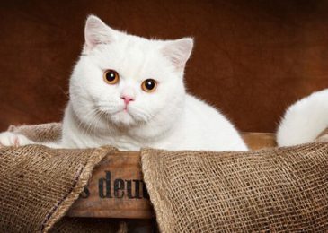 Top 10 Ảnh Mèo Anh Lông ngắn giá dưới 1 triệu 500k Đẹp nhất