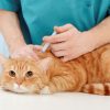 Tiêm Vacxin 4 bệnh cho mèo giá bao nhiêu? Gồm bệnh gì? Loại nào tốt?