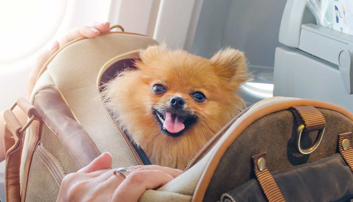 Vận chuyển thú cưng bằng xe khách Phương Trang được không?